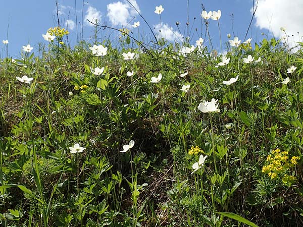 Anemone sylvestris / Snowdrop Anemone, D Kraichtal-Oberöwisheim 30.4.2018