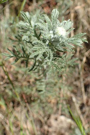 Achillea nobilis \ Edel-Schafgarbe / Showy Milfoil, D Dillenburg 9.5.2018