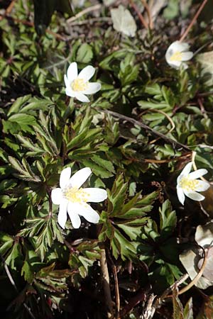 Anemone nemorosa \ Busch-Windrschen / Wood Anemone, D Ludwigshafen 8.3.2021