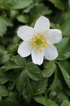 Anemone nemorosa \ Busch-Windrschen / Wood Anemone, D Ludwigshafen 18.3.2021