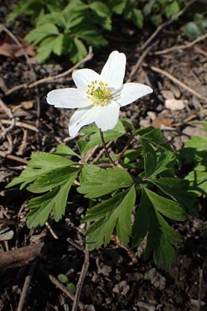 Anemone nemorosa \ Busch-Windrschen, D Ludwigshafen 24.3.2021