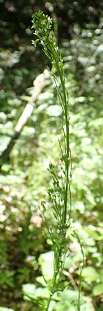 Arabis nemorensis \ Flachschotige Gnsekresse, Auen-Gnsekresse / Gerard's Rock-Cress, D Groß-Gerau 29.5.2021