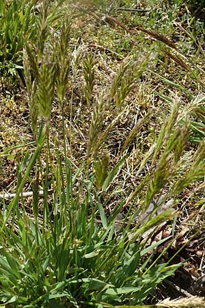 Anthoxanthum odoratum \ Gewhnliches Ruch-Gras / Sweet Vernal Grass, D Waghäusel-Wiesental 15.4.2020