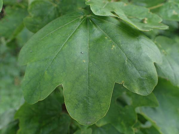 Acer obtusatum \ Schneeball-Ahorn / Bosnian Maple, Italian Maple, D Mannheim 13.5.2021