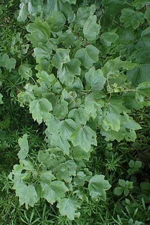 Acer obtusatum / Bosnian Maple, Italian Maple, D Mannheim 13.5.2021