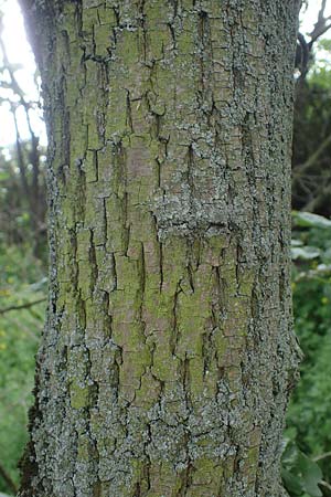 Acer obtusatum / Bosnian Maple, Italian Maple, D Mannheim 13.5.2021