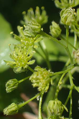 Acer obtusatum \ Schneeball-Ahorn / Bosnian Maple, Italian Maple, D Mannheim 18.4.2022