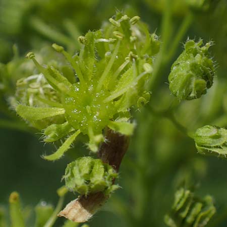 Acer obtusatum \ Schneeball-Ahorn / Bosnian Maple, Italian Maple, D Mannheim 18.4.2022