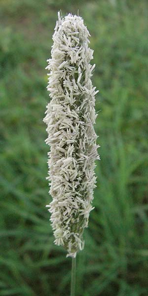 Alopecurus pratensis / Meadow Foxtail, D Edenkoben 15.4.2007