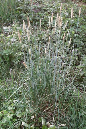 Alopecurus pratensis / Meadow Foxtail, D Weinheim an der Bergstraße 26.4.2007