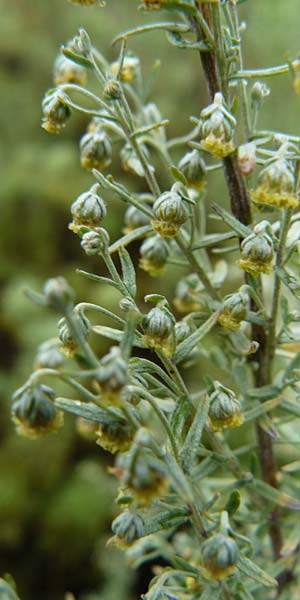 Artemisia pontica \ Pontischer Beifu, Rmischer Wermut, D Botan. Gar.  Universit.  Mainz 13.9.2008