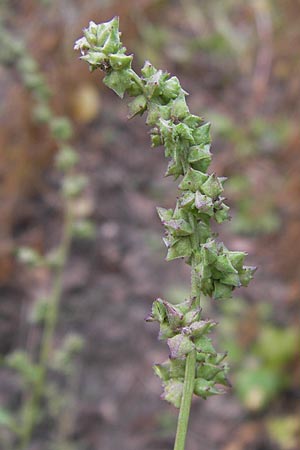 Atriplex patula / Spreading Orache, Common Orache, D Philippsburg 28.9.2013