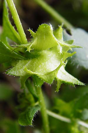 Asperugo procumbens \ Scharfkraut, Schlangenuglein / German Madwort, D Blaubeuren 2.6.2015