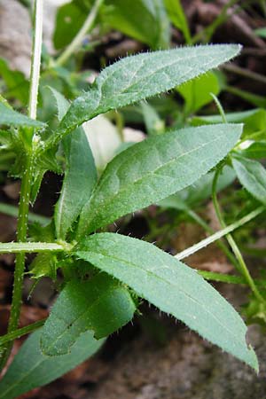 Asperugo procumbens \ Scharfkraut, Schlangenuglein / German Madwort, D Blaubeuren 2.6.2015