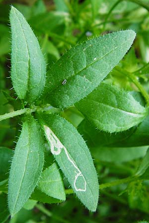 Asperugo procumbens \ Scharfkraut, Schlangenuglein / German Madwort, D Blaubeuren 2.6.2015