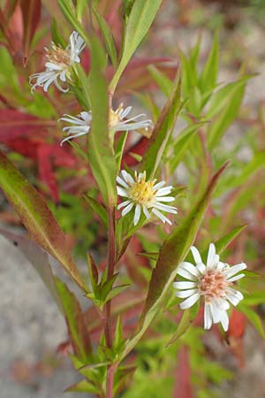 Symphyotrichum lanceolatum / Narrow-Leaved Michaelmas Daisy, White Panicle Aster, D Karlsruhe 3.10.2015