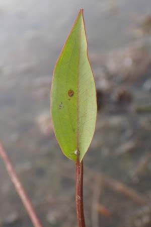 Alisma plantago-aquatica \ Gewhnlicher Froschlffel / Water-Plantain, D Hassloch 22.9.2016