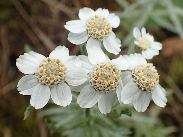 Achillea ptarmica agg. \ Sumpf-Schafgarbe / Sneezewort, D Ludwigshafen 9.9.2017