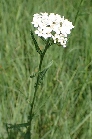 Achillea pratensis / Meadow Milfoil, D Pfalz, Speyer 8.6.2018