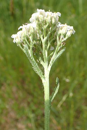 Achillea pratensis \ Rasige Wiesen-Schafgarbe / Meadow Milfoil, D Pfalz, Speyer 8.6.2018