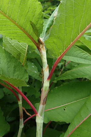 Koenigia polystachya \ Himalaya-Knterich / Himalayan Knotweed, D Winterberg 15.6.2018