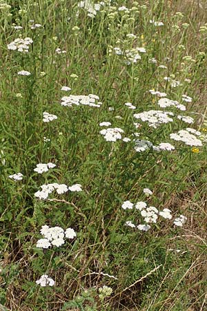 Achillea pratensis \ Rasige Wiesen-Schafgarbe / Meadow Milfoil, D Grünstadt-Asselheim 16.6.2018