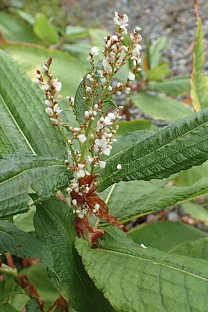 Koenigia polystachya / Himalayan Knotweed, D Winterberg 24.8.2018