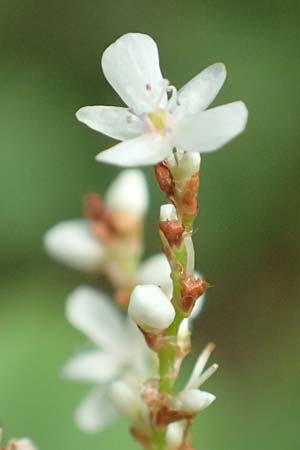 Koenigia polystachya / Himalayan Knotweed, D Winterberg 24.8.2018