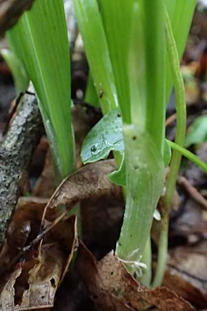 Allium paradoxum \ Wunder-Lauch, Seltsamer Lauch / Few-Flowered Leek, D Leverkusen 11.3.2019