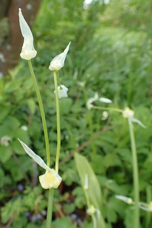 Allium paradoxum \ Wunder-Lauch, Seltsamer Lauch / Few-Flowered Leek, D Weinheim an der Bergstraße, Botan. Gar.  Hermannshof 17.4.2019