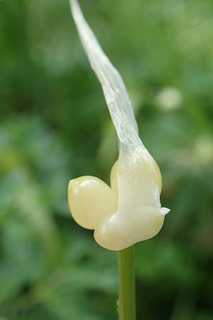 Allium paradoxum \ Wunder-Lauch, Seltsamer Lauch / Few-Flowered Leek, D Weinheim an der Bergstraße, Botan. Gar.  Hermannshof 17.4.2019