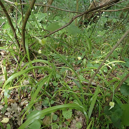 Allium paradoxum \ Wunder-Lauch, Seltsamer Lauch / Few-Flowered Leek, D Leverkusen 24.4.2019