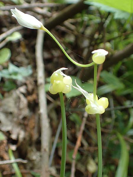 Allium paradoxum \ Wunder-Lauch, Seltsamer Lauch / Few-Flowered Leek, D Leverkusen 24.4.2019