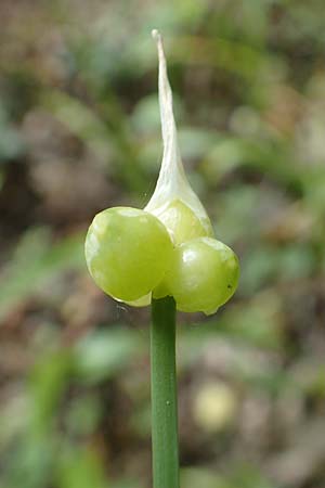 Allium paradoxum \ Wunder-Lauch, Seltsamer Lauch / Few-Flowered Leek, D Leverkusen 24.4.2019