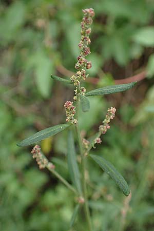 Atriplex patula / Spreading Orache, Common Orache, D Karlsruhe-Grötzingen 20.8.2019