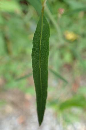 Atriplex patula / Spreading Orache, Common Orache, D Karlsruhe-Grötzingen 20.8.2019