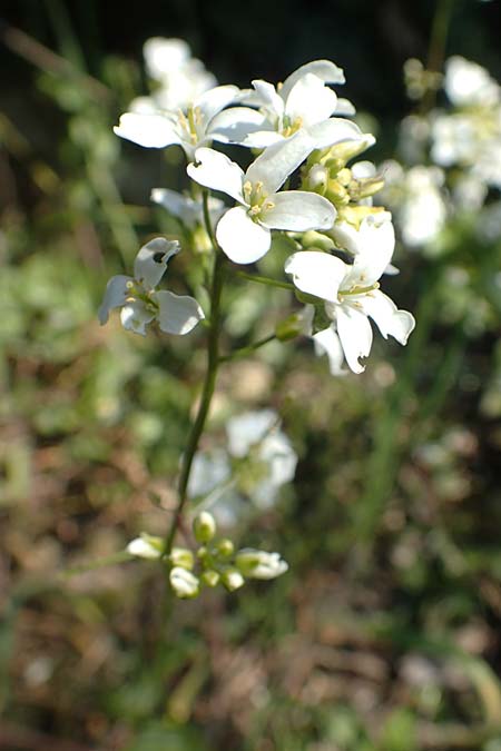 Arabis procurrens \ Ungarische Gnsekresse, Karpaten-Schaumkresse / Running Rock-Cress, D Weinheim an der Bergstraße 31.3.2020