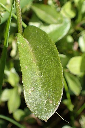 Arabis procurrens \ Ungarische Gnsekresse, Karpaten-Schaumkresse, D Weinheim an der Bergstraße 31.3.2020