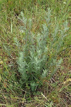 Artemisia pontica ? \ Pontischer Beifu, Rmischer Wermut, D Grünstadt-Asselheim 15.6.2020