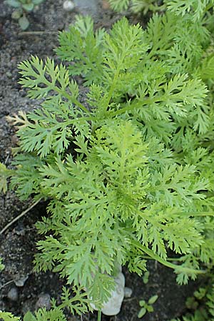 Anacyclus pyrethrum \ Mehrjhriger Bertram, Rmischer Bertram, D Sachsen-Anhalt, Kloster Jerichow 22.9.2020