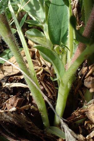 Anthyllis vulneraria subsp. polyphylla \ Steppen-Wundklee, Ungarischer Wundklee / Many-Leaved Kidney Vetch, D Mannheim 19.5.2021