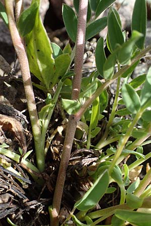 Anthyllis vulneraria subsp. polyphylla \ Steppen-Wundklee, Ungarischer Wundklee, D Mannheim 19.5.2021