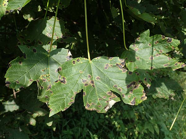 Acer pseudoplatanus / Sycamore Maple, D Wald-Michelbach 21.8.2021