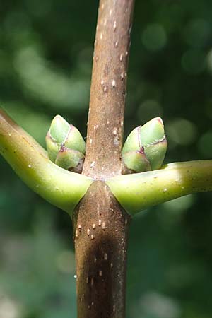 Acer pseudoplatanus \ Berg-Ahorn / Sycamore Maple, D Wald-Michelbach 21.8.2021