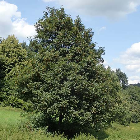 Acer pseudoplatanus / Sycamore Maple, D Wald-Michelbach 21.8.2021