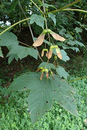 Acer pseudoplatanus \ Berg-Ahorn / Sycamore Maple, D Wald-Michelbach 21.8.2021