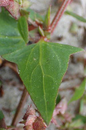 Atriplex prostrata \ Spie-Melde, Spieblttrige Melde, D Hohwacht 13.9.2021