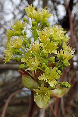 Acer platanoides \ Spitz-Ahorn / Norway Maple, D Hainstadt 8.4.2023