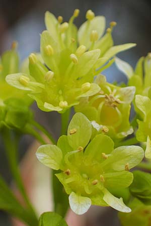 Acer platanoides \ Spitz-Ahorn / Norway Maple, D Hainstadt 8.4.2023