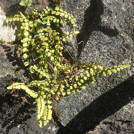 Asplenium trichomanes subsp. quadrivalens / Tetraploid Spleenwort, D Ettlingen 10.7.2016